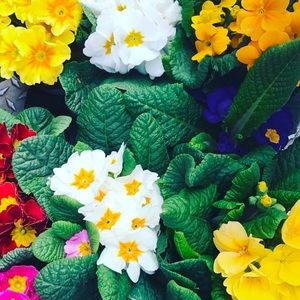 Meet your Posher, Anna